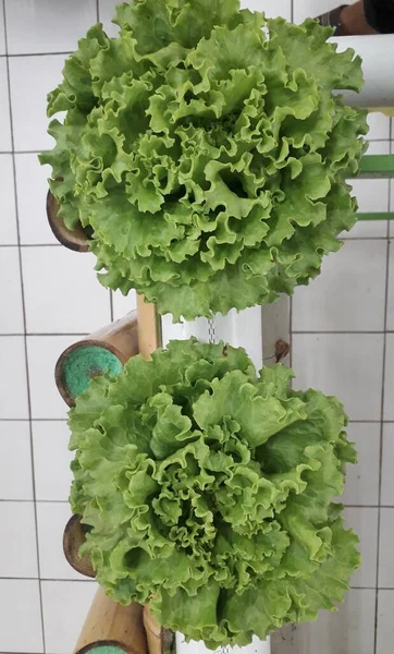 Green Lettuce Hidroponic Farm Fresh Hidroponic Lettuce Leaf — Stock Photo, Image