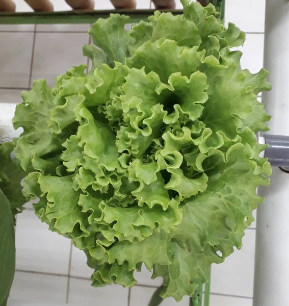 Green lettuce from hidroponic farm. A Fresh Hidroponic Lettuce Leaf