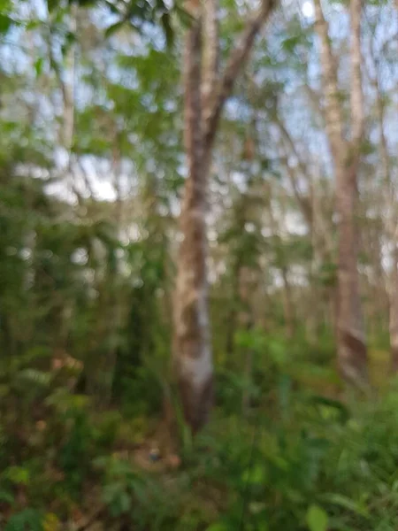 Defokussierte Abstrakte Hintergrundfoto Verschwommenes Grünes Gras Und Gummibaumgarten — Stockfoto