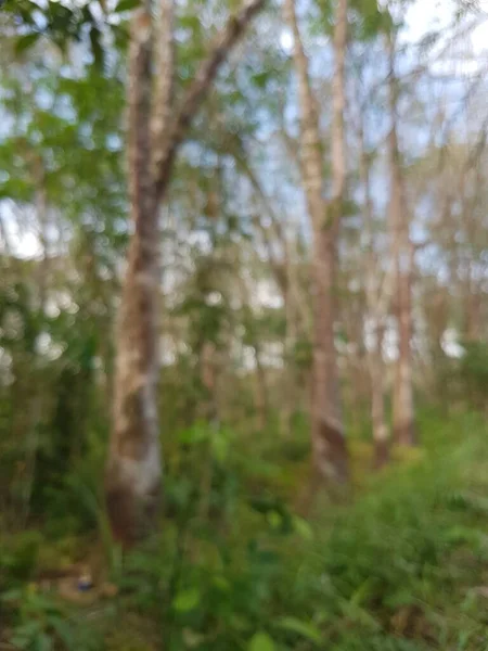Defocused Abstract Background Photo Blurred Green Grass Rubber Tree Garden — ストック写真
