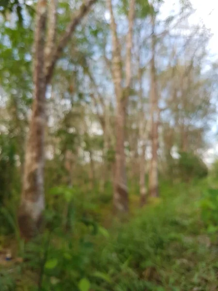 Defocused Abstract Background Photo Blurred Green Grass Rubber Tree Garden — Fotografia de Stock