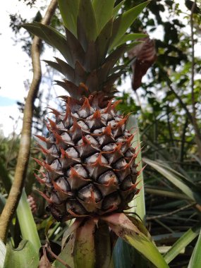Tropikal meyve çiftliğinde yetişen taze bir ananas. Botanik Bahçeleri 'nde doğal bir geçmişi var. Seçilebilir odak .