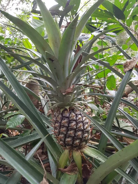 a fresh pineapple in a tropical fruit farm growing naturally with natural backgrounds captured at the Botanical Gardens. Selectable focus .