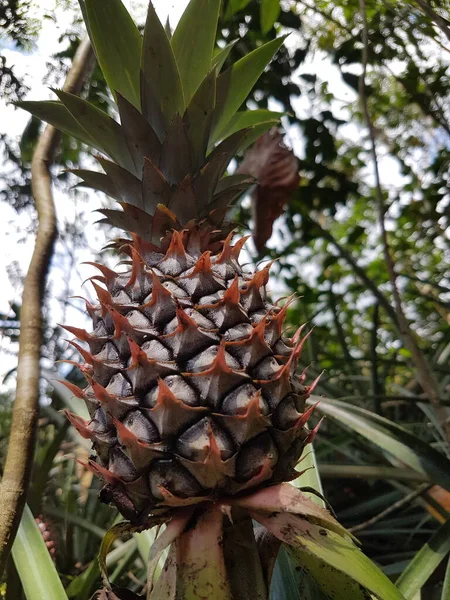a fresh pineapple in a tropical fruit farm growing naturally with natural backgrounds captured at the Botanical Gardens. Selectable focus .