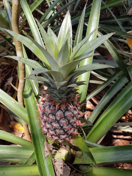 Eine Frische Ananas Einer Tropischen Obstfarm Die Natürlich Wächst Mit — Stockfoto