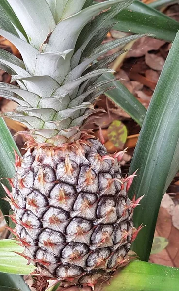 Een Verse Ananas Een Tropische Fruitkwekerij Die Natuurlijke Wijze Groeit — Stockfoto