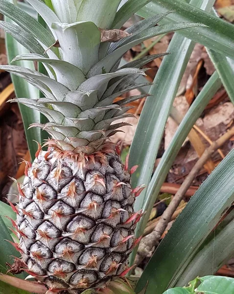 a fresh pineapple in a tropical fruit farm growing naturally with natural backgrounds captured at the Botanical Gardens. Selectable focus .