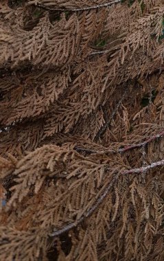 Kahverengi meşe yaprağı dokusu, sonbahar arkaplanı. Kuru kahverengi yaprak dokusu, Yang yaprağı (Dipterocarpus alatus Roxb. - Gurjan, Garjan.