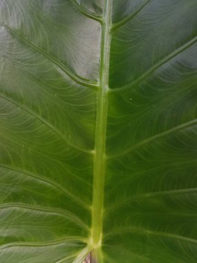 Yeşil yapraklar arka plan. Yaprak dokusu. Güneşin vurduğu taze, güzel bir yaprak. Bitkinin güzel ve anlamlı bir yapısı var..