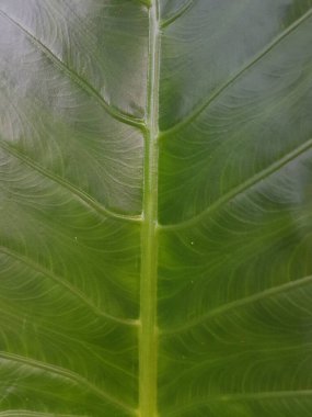 Yeşil yapraklar arka plan. Yaprak dokusu. Güneşin vurduğu taze, güzel bir yaprak. Bitkinin güzel ve anlamlı bir yapısı var..