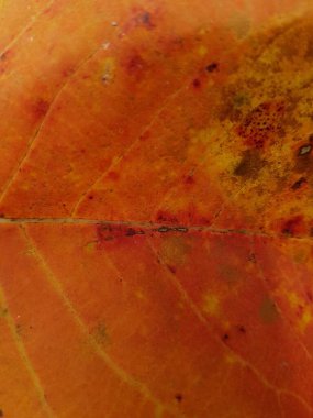 Kırmızı yaprak desenleri arka tarafta. Düşen sonbahar yapraklarının renkli arkaplan resmi mevsimsel kullanım için mükemmel. Arkaplan için düşen sonbahar yapraklarının renkli arkaplan resmi