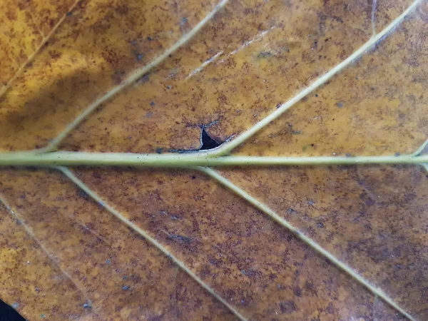 Brown Teak Leaves Texture Autumn Background Close Dry Brown Leaf — стокове фото