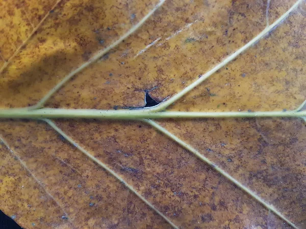 Brown Teak Leaves Texture Autumn Background Close Dry Brown Leaf — Stock Fotó