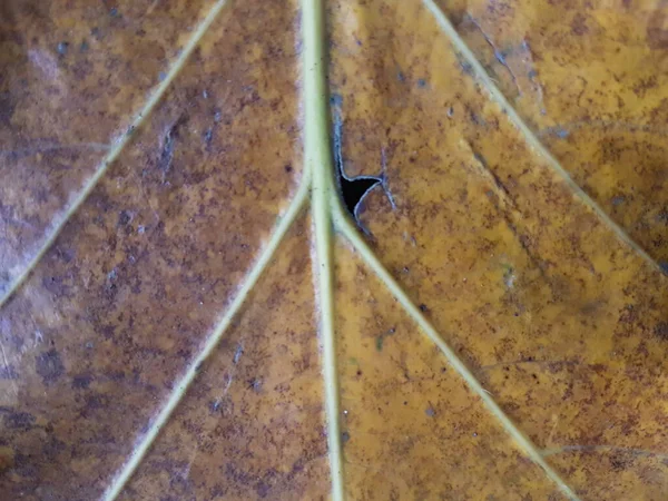 Brown Teak Leaves Texture Autumn Background Close Dry Brown Leaf — ストック写真