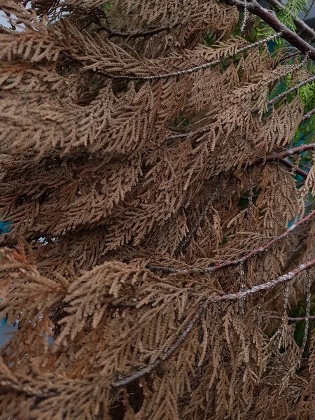 brown teak leaves texture, autumn background. close up dry brown leaf texture, leaf of Yang ( Dipterocarpus alatus Roxb. ex G.Don ) - Gurjan,Garjan