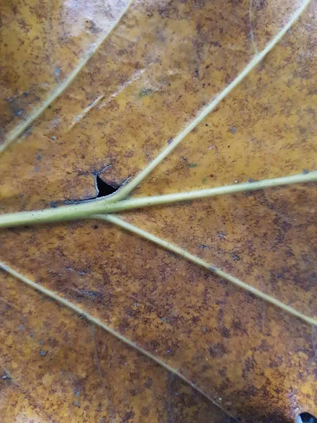 Brown Teak Leaves Texture Autumn Background Close Dry Brown Leaf — Stok Foto