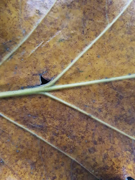 brown teak leaves texture, autumn background. close up dry brown leaf texture, leaf of Yang ( Dipterocarpus alatus Roxb. ex G.Don ) - Gurjan,Garjan