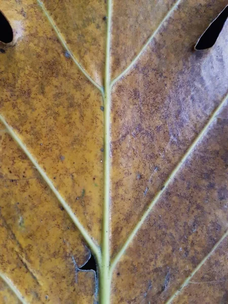 Brown Teak Leaves Texture Autumn Background Close Dry Brown Leaf — ストック写真