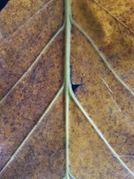 Brown Teak Leaves Texture Autumn Background Close Dry Brown Leaf — стоковое фото
