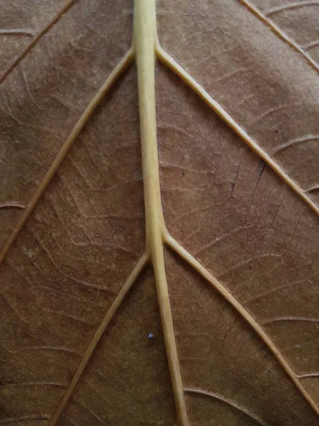 Brown Teak Leaves Texture Autumn Background Close Dry Brown Leaf — Fotografia de Stock