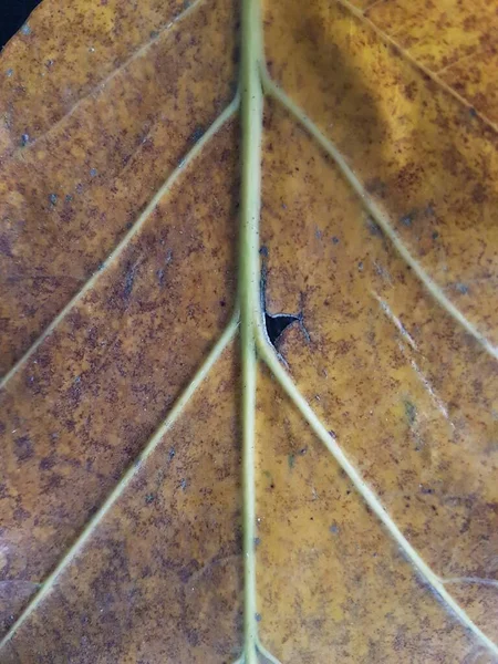 Brown Teak Leaves Texture Autumn Background Close Dry Brown Leaf — Fotografia de Stock