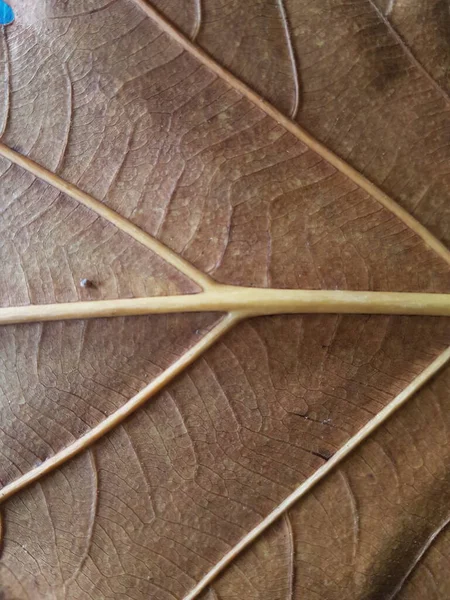brown teak leaves texture, autumn background. close up dry brown leaf texture, leaf of Yang ( Dipterocarpus alatus Roxb. ex G.Don ) - Gurjan,Garjan