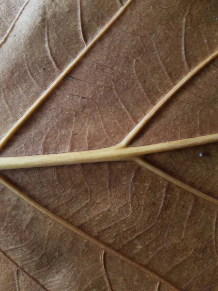 Brown Teak Leaves Texture Autumn Background Close Dry Brown Leaf — Stok fotoğraf