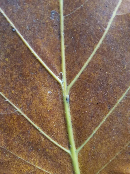Brown Teak Leaves Texture Autumn Background Close Dry Brown Leaf — Fotografia de Stock