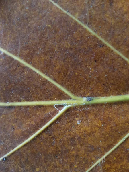 Brown Teak Leaves Texture Autumn Background Close Dry Brown Leaf — Stockfoto