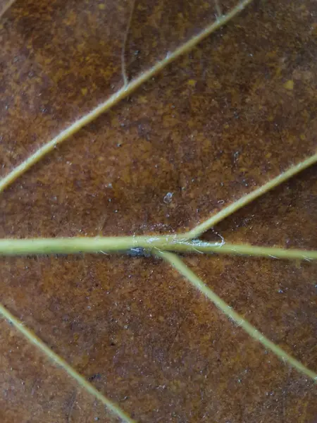 Brown Teak Leaves Texture Autumn Background Close Dry Brown Leaf — Φωτογραφία Αρχείου
