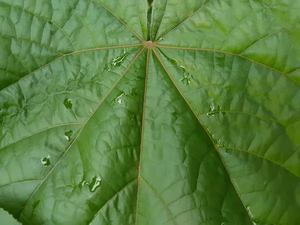 Green Leaves Background Leaf Texture Beautiful Fresh Green Leaf Highlighted — Stock Photo, Image