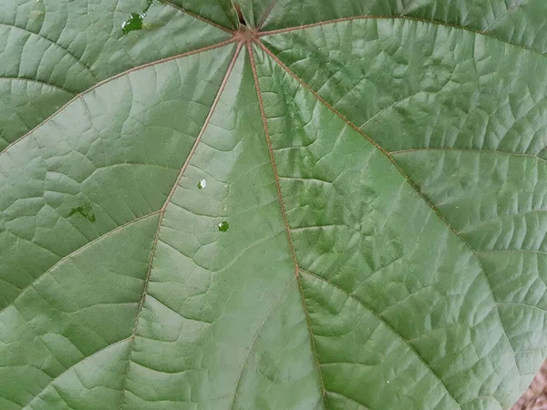 緑の葉の背景 葉の質感 太陽の光に照らされた美しい新緑の葉 植物は美しい表現構造を持っています — ストック写真