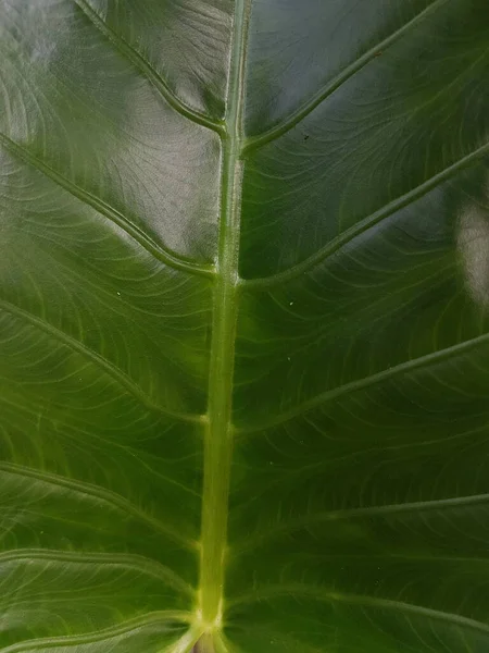 Πράσινο Αφήνει Φόντο Υφή Φύλλου Ένα Όμορφο Φρέσκο Πράσινο Φύλλο — Φωτογραφία Αρχείου