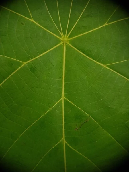 Zelená Zanechává Pozadí Struktura Listů Krásný Čerstvě Zelený List Zvýrazněný — Stock fotografie