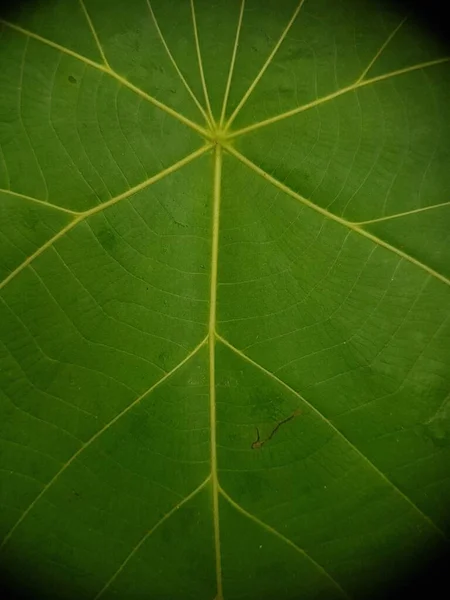 Зеленые Листья Фона Текстура Листа Красивый Свежий Зеленый Лист Подсвеченный — стоковое фото