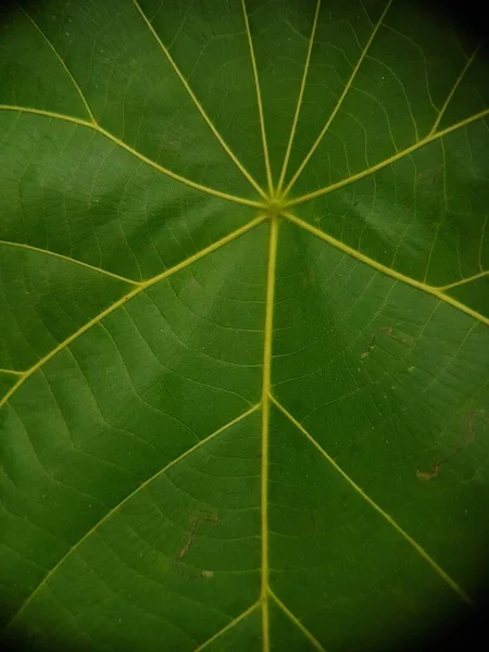 Feuilles Vertes Fond Texture Des Feuilles Une Belle Feuille Verte — Photo