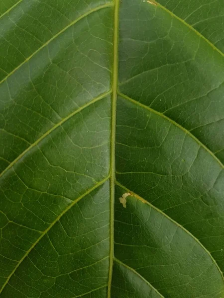 Green Leaves Background Leaf Texture Beautiful Fresh Green Leaf Highlighted — Stock Photo, Image