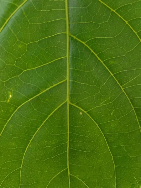 Green Leaves Background Leaf Texture Beautiful Fresh Green Leaf Highlighted — Stock Photo, Image