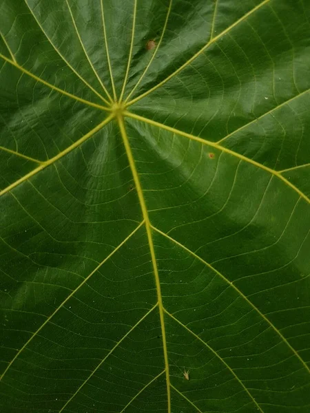 Green Leaves Background Leaf Texture Beautiful Fresh Green Leaf Highlighted — Stock Photo, Image