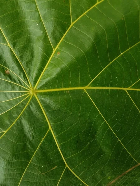 緑の葉の背景 葉の質感 太陽の光に照らされた美しい新緑の葉 植物は美しい表現構造を持っています — ストック写真