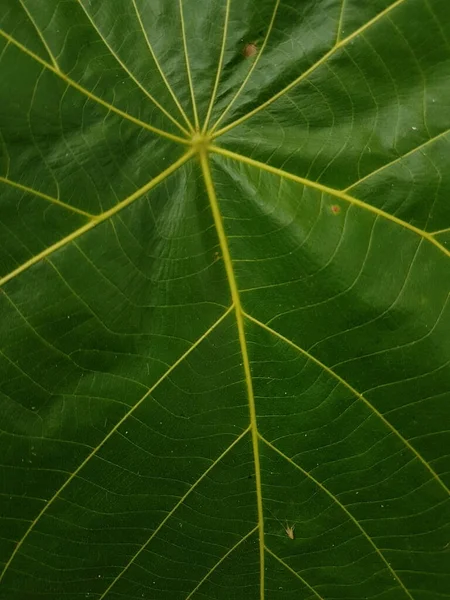 Green Leaves Background Leaf Texture Beautiful Fresh Green Leaf Highlighted — Stock Photo, Image