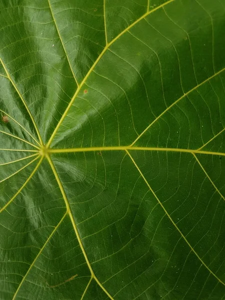 Green Leaves Background Leaf Texture Beautiful Fresh Green Leaf Highlighted — Stock Photo, Image