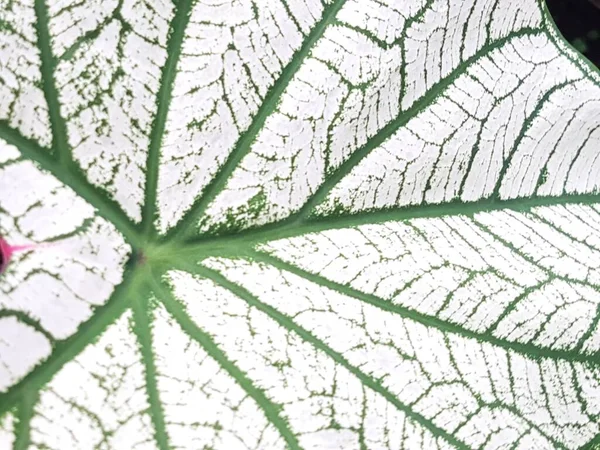 Caladium Bicolor Leaf Pattern Background Tropical Nature Green White Caladium — Foto Stock