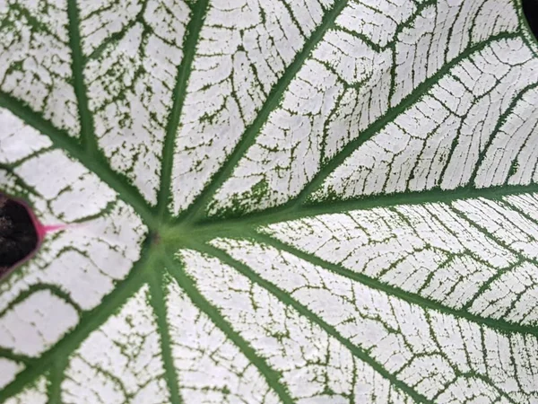 Caladium Bicolor Leaf Pattern Background Tropical Nature Green White Caladium — Foto Stock