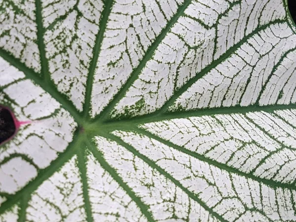 Caladium Bicolor Leaf Pattern Background Tropical Nature Green White Caladium — Foto Stock