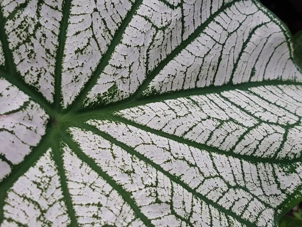 Caladium Bicolor Leaf Pattern Background Tropical Nature Green White Caladium — 图库照片