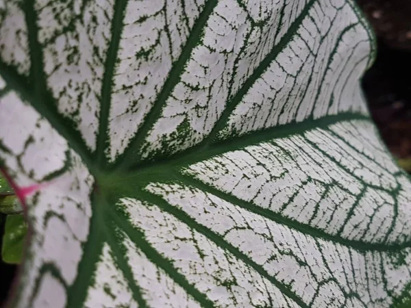 Caladium Bicolor Leaf Pattern Background Tropical Nature Green White Caladium — Stok fotoğraf