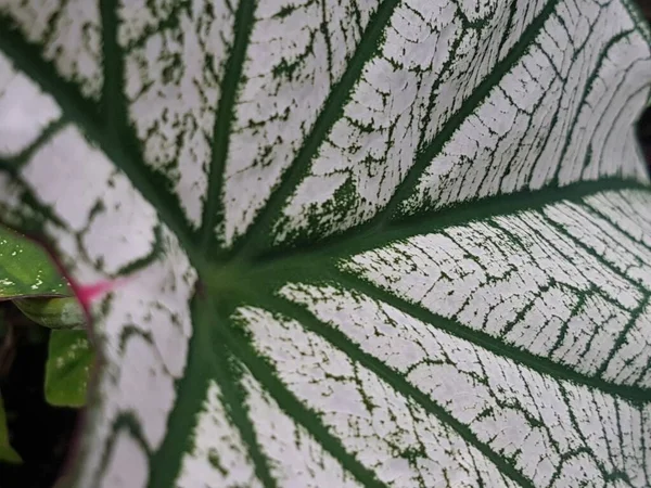 Caladium Bicolor Leaf Pattern Background Tropical Nature Green White Caladium — ストック写真