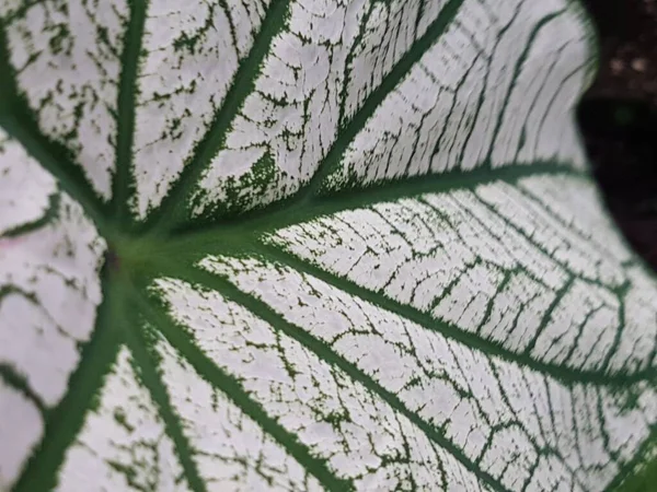 Caladium Bicolor Leaf Pattern Background Tropical Nature Green White Caladium — Fotografia de Stock