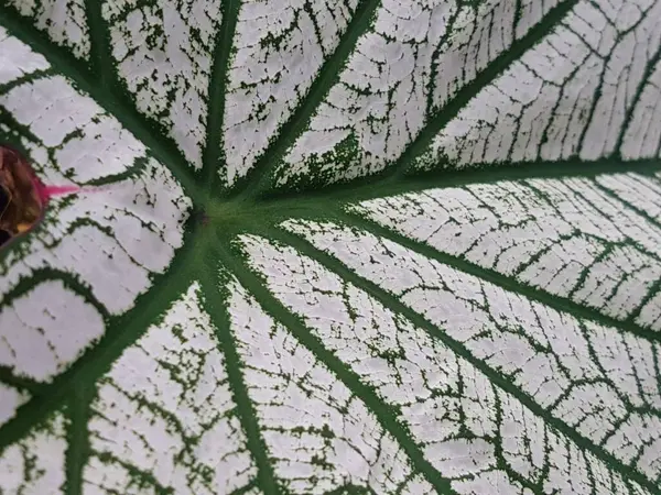 Caladium Bicolor Leaf Pattern Background Tropical Nature Green White Caladium — Foto Stock